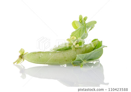 Fresh green pea pod Fresh green pea pod 110423588