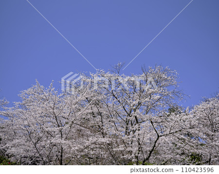 Beautiful cherry blossoms bathed in the gentle spring sunlight 110423596