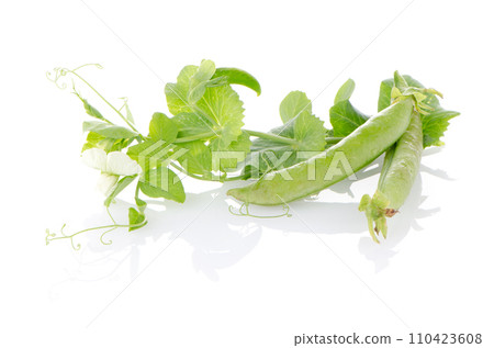 Fresh green pea pod Fresh green pea pod 110423608