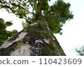 Mossy big tree 110423609