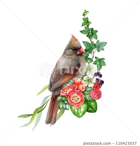 Garden flowers decor with red cardinal bird. Watercolor illustration. Painted backyard bird with garden flowers, raspberry, leaves decoration element. Floral decor with red cardinal. White background 110423837