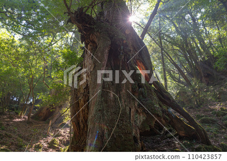 Yakusugi thunder god, Yakushima Shiratani Unsuikyo Gorge summer scenery 110423857