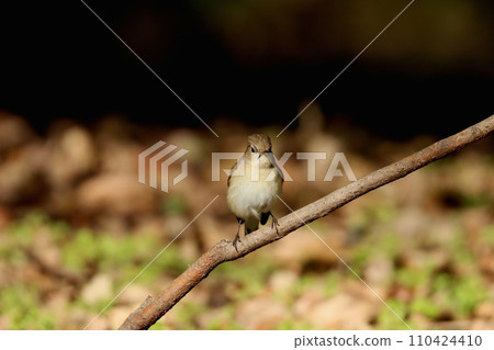 來找食物的紅胸捕蠅器 110424410