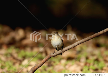 來找食物的紅胸捕蠅器 110424413