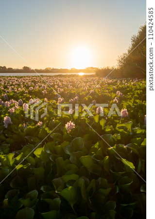 Pateira de Fermentelos 110424585