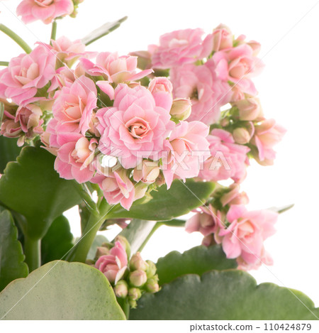 Kalanchoe Calandiva flowers Kalanchoe Calandiva flowers 110424879