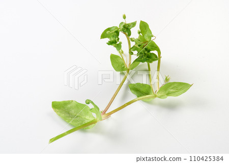 七草粥圖片 七草粥圖片 110425384