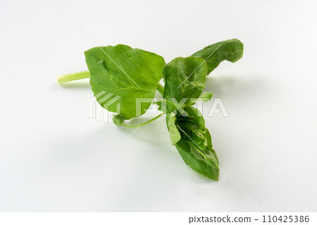 七草粥圖片 110425386