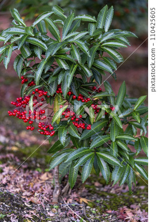 文京區小石川後樂園，紅色的矢部柑橘果實預示著冬天的到來 110425605