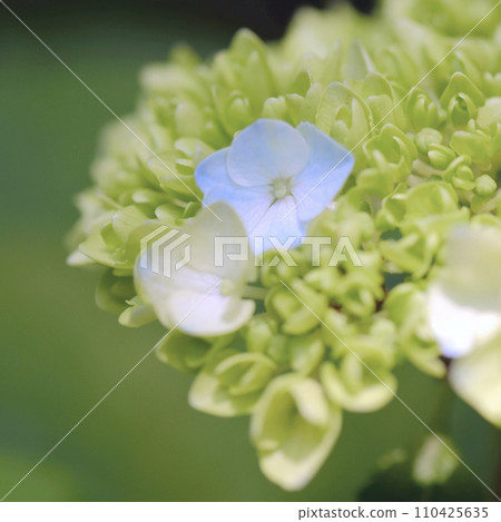 繡球花開始變色 110425635