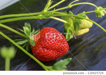 Amaou Strawberry Strawberry picking 110425724