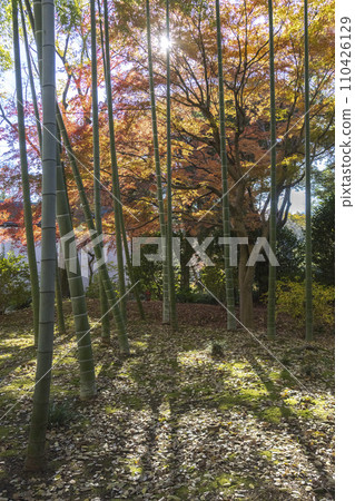 文京區六義園竹林中的楓葉 文京區六義園竹林中的楓葉 110426129