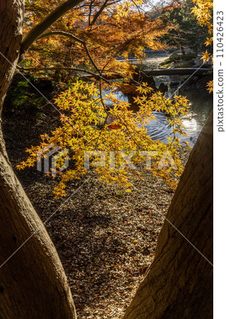 Autumn leaves shining in the early winter sun and a pond with a stone bridge, Rikugien Garden, Bunkyo Ward 110426423