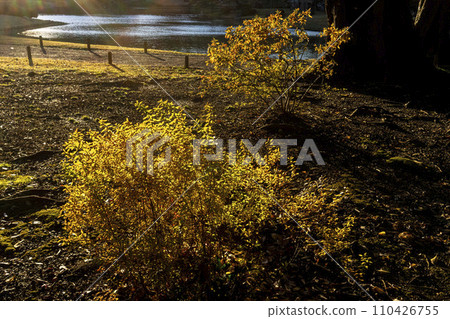 Yukiyanagi, Rikugien, and Bunkyo Ward shine in the momentary light of the setting sun at the base of the pond 110426755