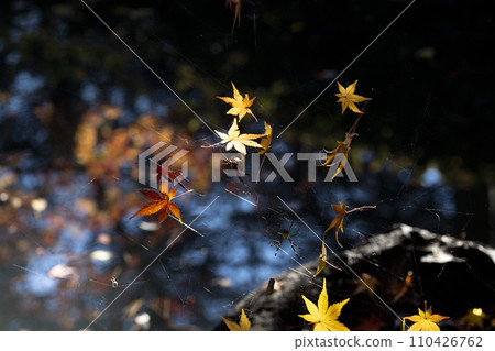 楓葉、六義園、文京區被蜘蛛絲懸浮在空中 110426762