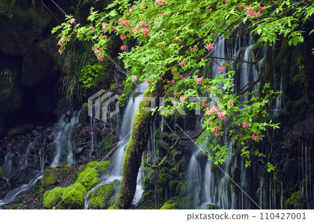 Azalea blooming former waterfall underwater water Azalea blooming former waterfall underwater water 110427001