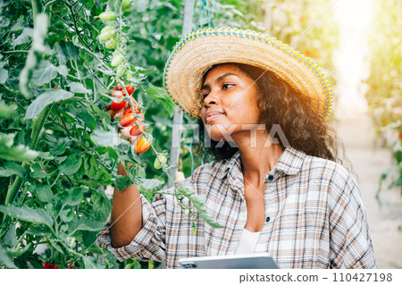 Quality control in the greenhouse farm, Black woman farmer uses a digital tablet to inspect tomatoes. Smart farming concept with the owner smiling, examining vegetables and showcasing innovation. 110427198