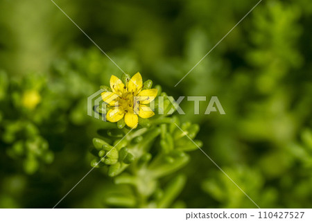 Pretty yellow flowers of Mukojima stonecrop Pretty yellow flowers of Mukojima stonecrop 110427527