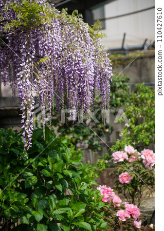 六園神社的牡丹與紫藤 110427610