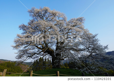 櫻醐醐 3422 110428101