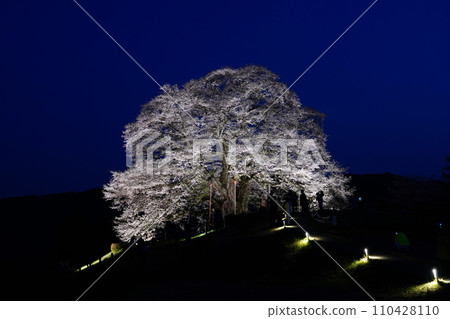 佐倉醐醐 3479 110428110