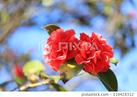 camellia 5671 camellia 5671 110428312
