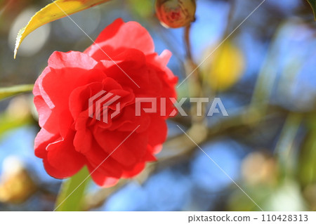 camellia 5673 110428313