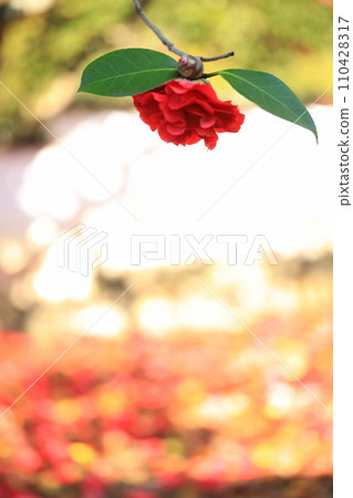 camellia 5684 camellia 5684 110428317