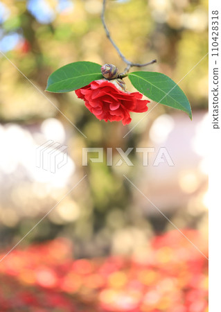camellia 5686 camellia 5686 110428318