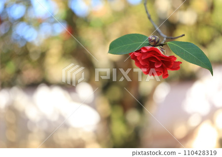 山茶花5688 110428319