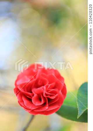 山茶花5690 110428320