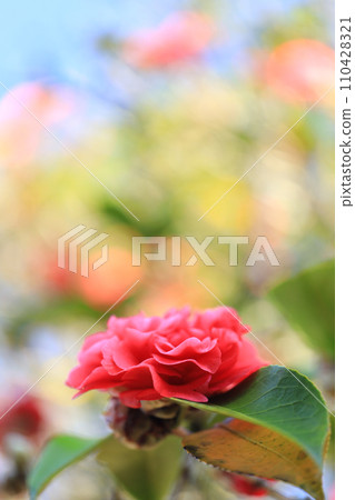 山茶花5692 110428321