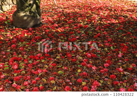 山茶花5699 110428322