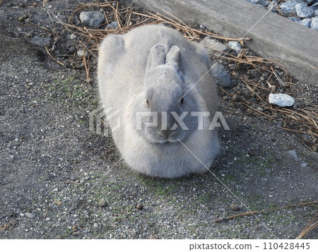 Rabbit situation Okunoshima January Rabbit situation Okunoshima January 110428445