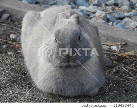 Rabbit situation Okunoshima January Rabbit situation Okunoshima January 110428446