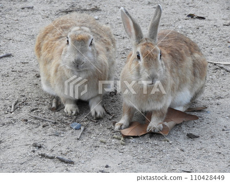 Rabbit situation Okunoshima January 110428449