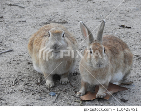 Rabbit situation Okunoshima January Rabbit situation Okunoshima January 110428451