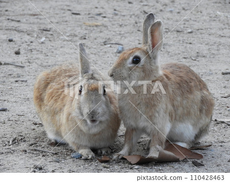 Rabbit situation Okunoshima January 110428463