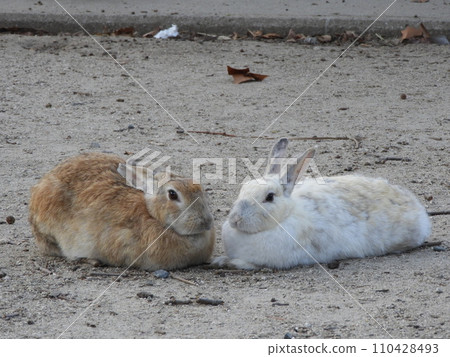 Rabbit situation Okunoshima January 110428493