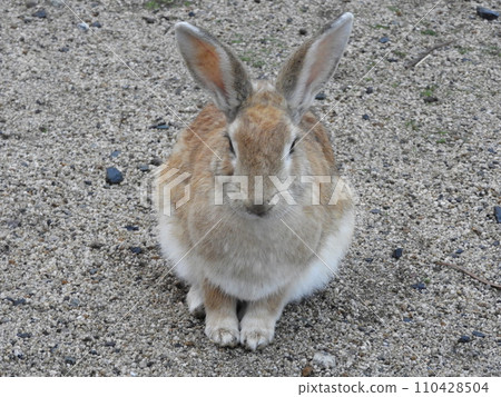 兔子狀況 大久野島 1月 110428504