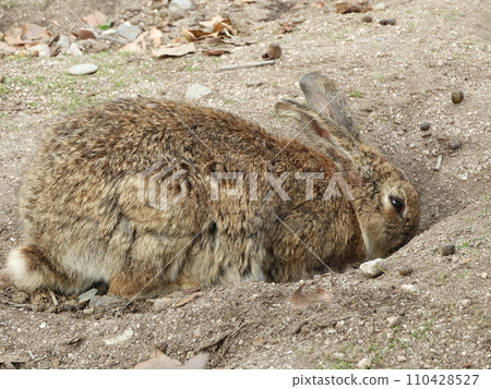 Rabbit situation Okunoshima January Rabbit situation Okunoshima January 110428527