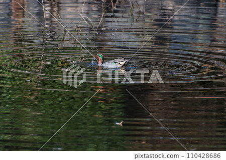 A teal of the Anatidae family foraging on the water surface♂ A teal of the Anatidae family foraging on the water surface♂ 110428686