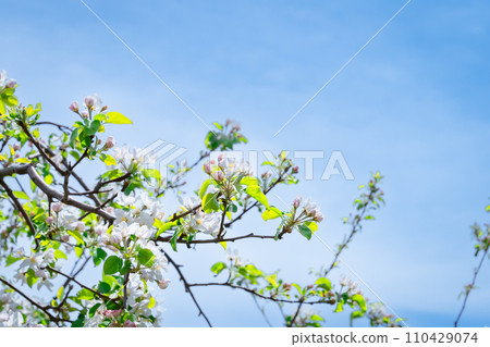 White apple flowers in Kawaba Village, Gunma Prefecture 110429074