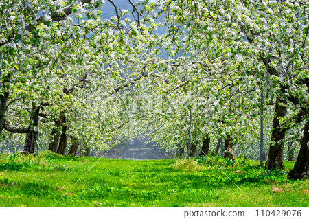 White apple flowers in Kawaba Village, Gunma Prefecture 110429076