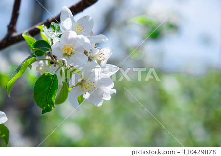 White apple flowers in Kawaba Village, Gunma Prefecture 110429078