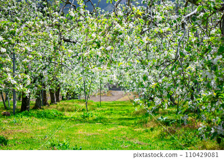 White apple flowers in Kawaba Village, Gunma Prefecture 110429081