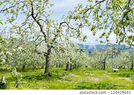 群馬縣川場村的白蘋果花 群馬縣川場村的白蘋果花 110429083