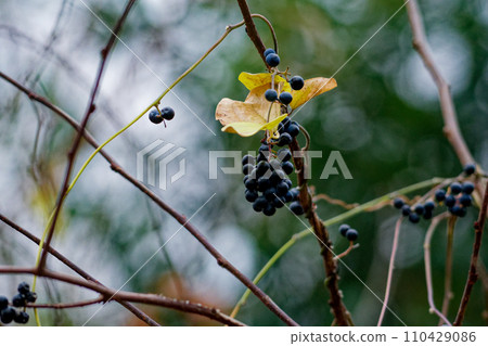 有毒植物俾格米亞種的成熟綠色果實。 110429086