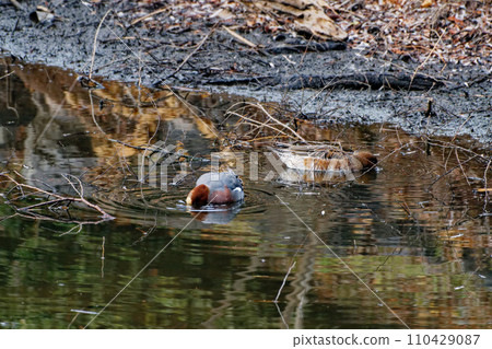 一對淡水鴨，鴨科，Wigeon 110429087