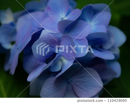 被雨淋濕的繡球花色彩鮮豔 110429095